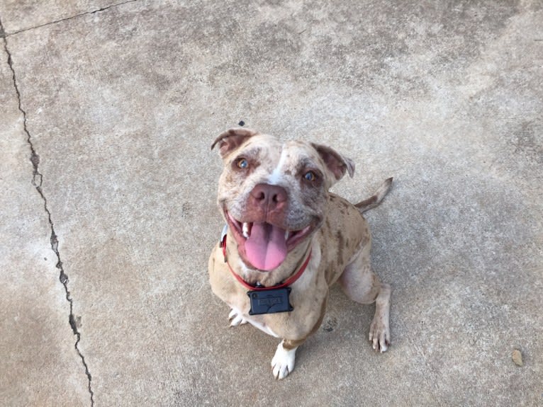 Tammy, an American Pit Bull Terrier and Boxer mix tested with EmbarkVet.com