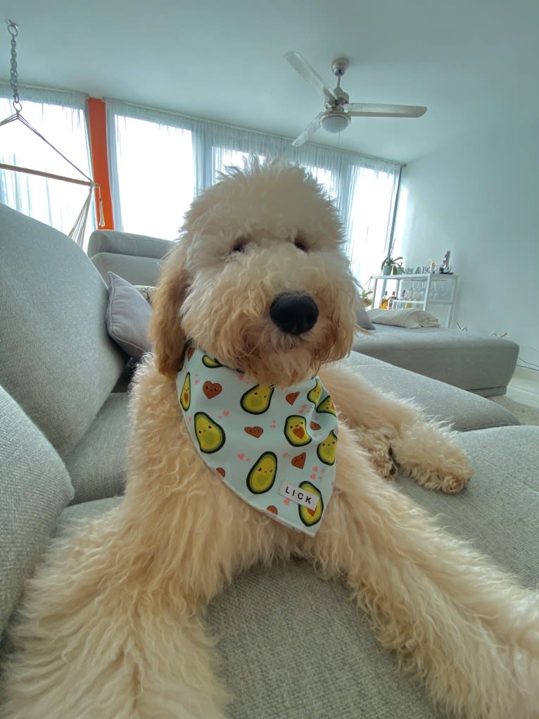 Chelsea, a Goldendoodle tested with EmbarkVet.com