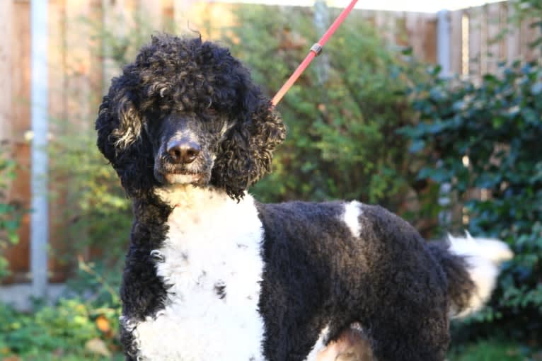 Nino, a Poodle (Standard) tested with EmbarkVet.com