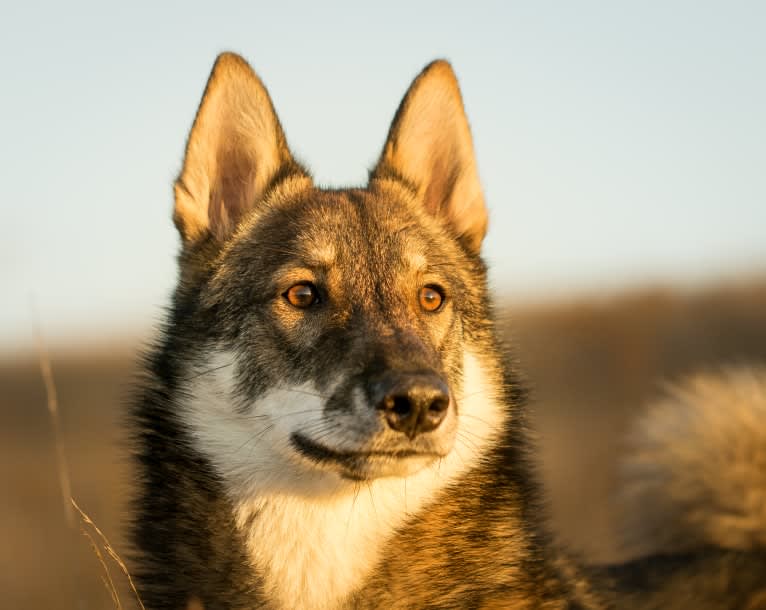 Vidar, a West Siberian Laika tested with EmbarkVet.com