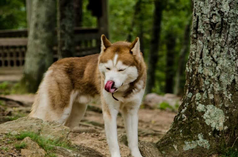 Buck, a Siberian Husky tested with EmbarkVet.com