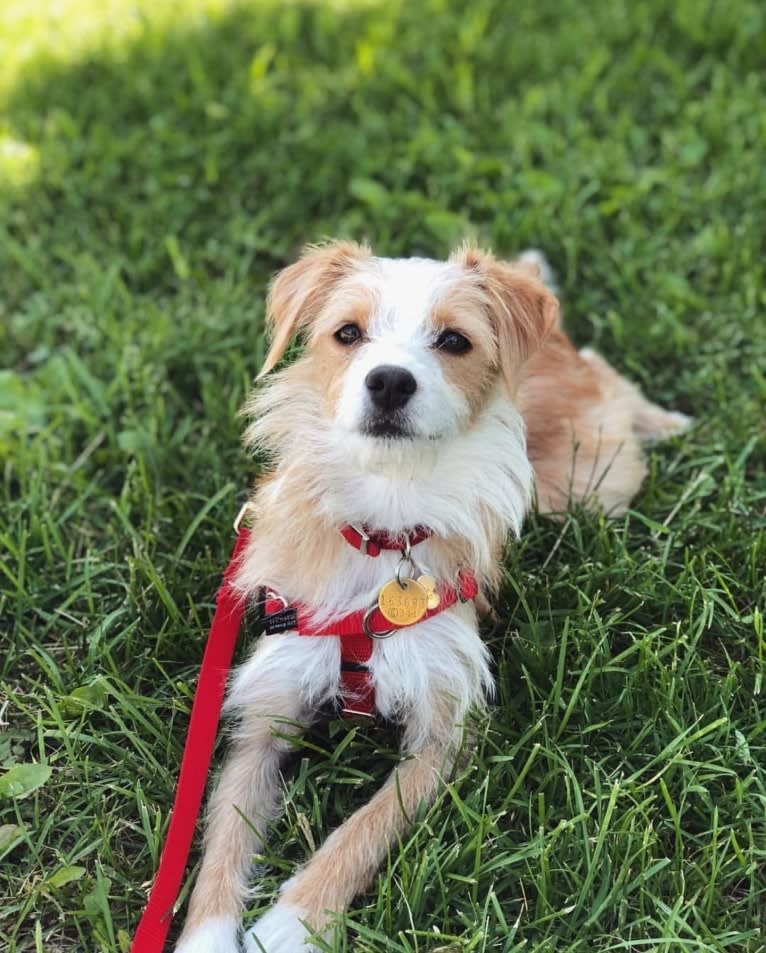 Sully, a Poodle (Small) and Pekingese mix tested with EmbarkVet.com