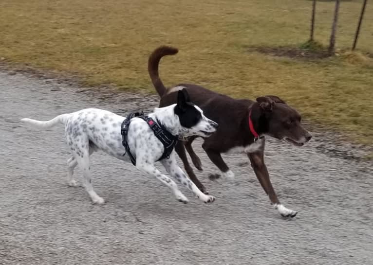 Sigmund, a Rat Terrier and Australian Cattle Dog mix tested with EmbarkVet.com