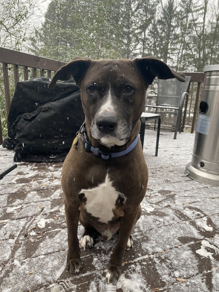 Photo of Hunter, an American Pit Bull Terrier, Labrador Retriever, and Mixed mix in Georgia, USA