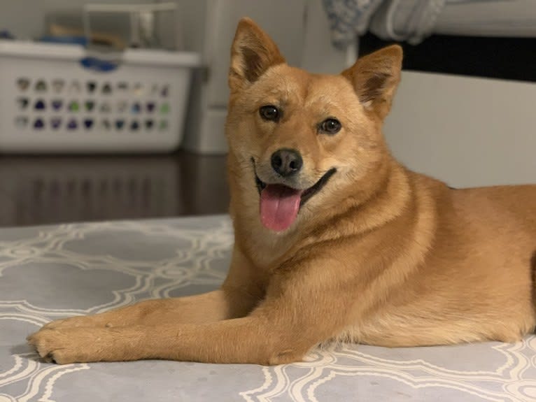 Indie, a Japanese or Korean Village Dog tested with EmbarkVet.com