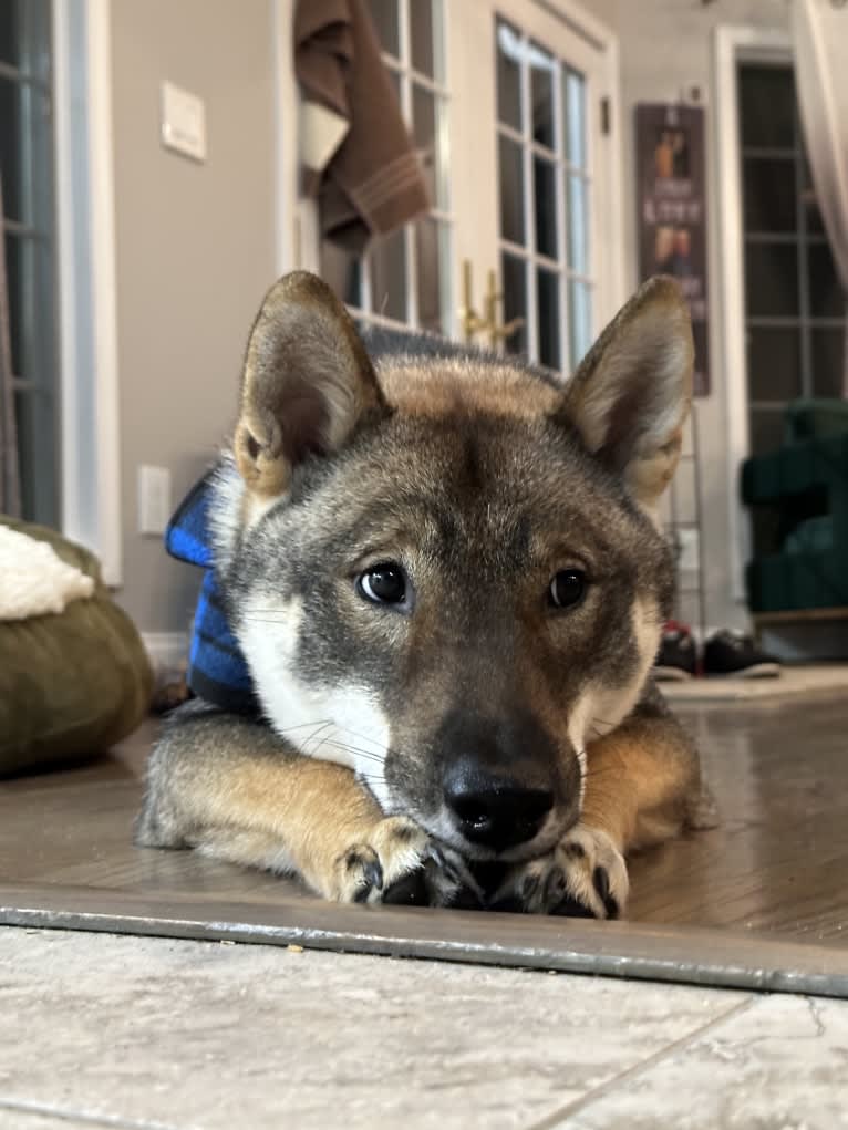 Ryoma Fruchtman, a Shikoku tested with EmbarkVet.com