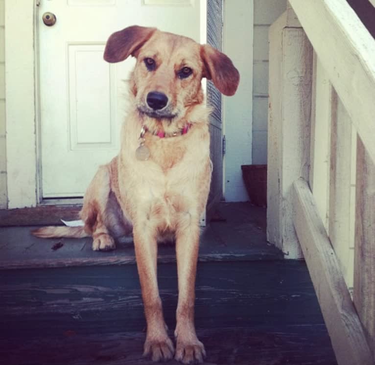 Kiwi Bean, a Chow Chow and Labrador Retriever mix tested with EmbarkVet.com