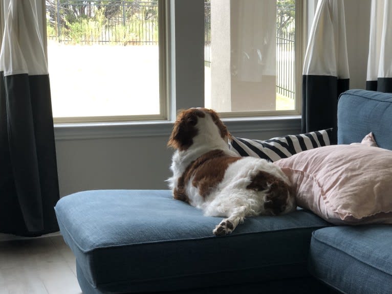 Autumn, a Brittany tested with EmbarkVet.com