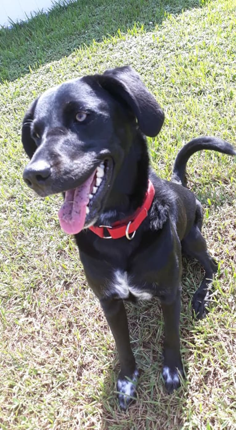 christal, a Golden Retriever and Australian Cattle Dog mix tested with EmbarkVet.com