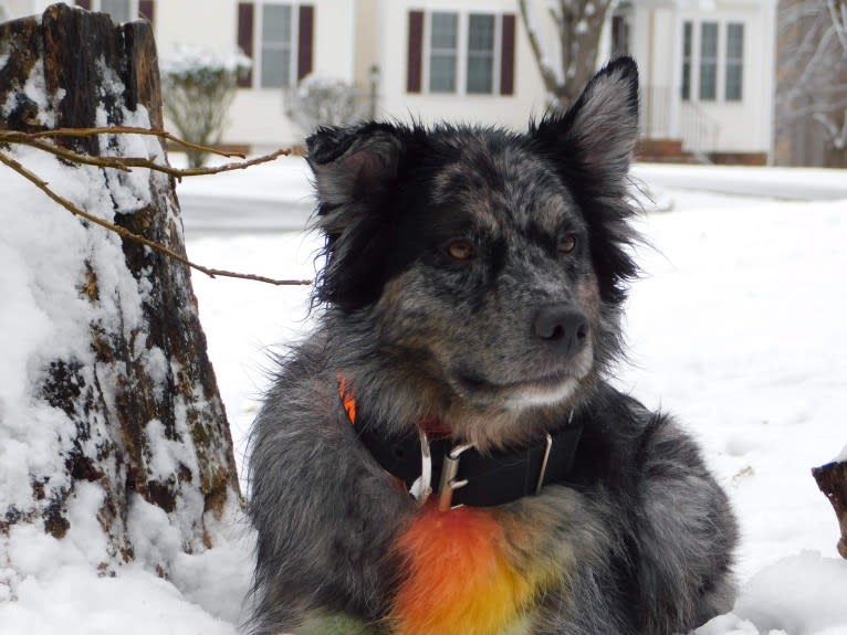 Dakota, an Australian Shepherd tested with EmbarkVet.com