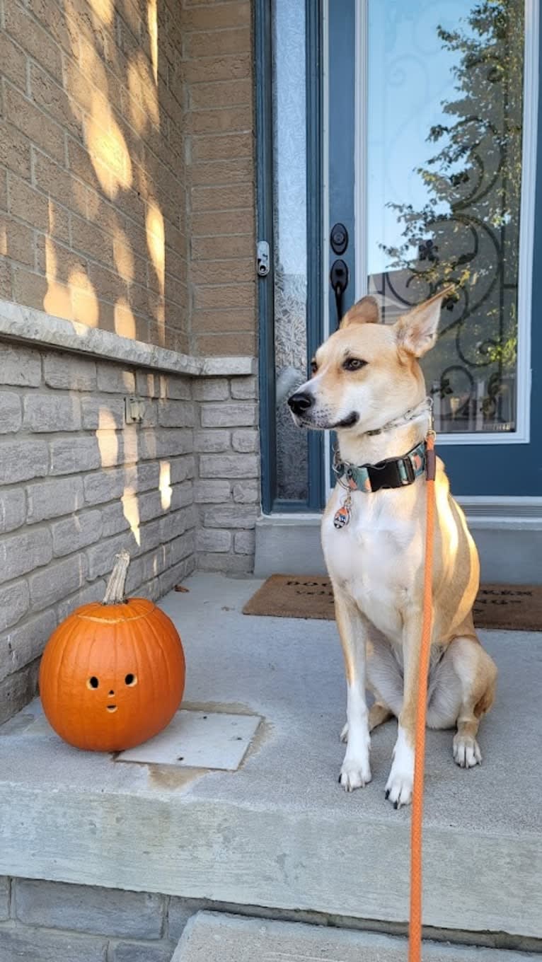 SPRESSO, an Akita and Siberian Husky mix tested with EmbarkVet.com