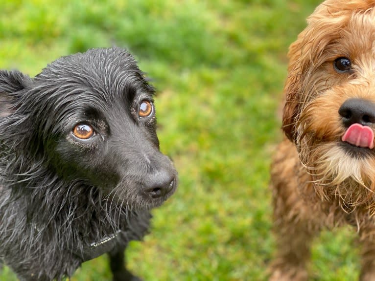 Jasper, a Poodle (Small) and Chihuahua mix tested with EmbarkVet.com