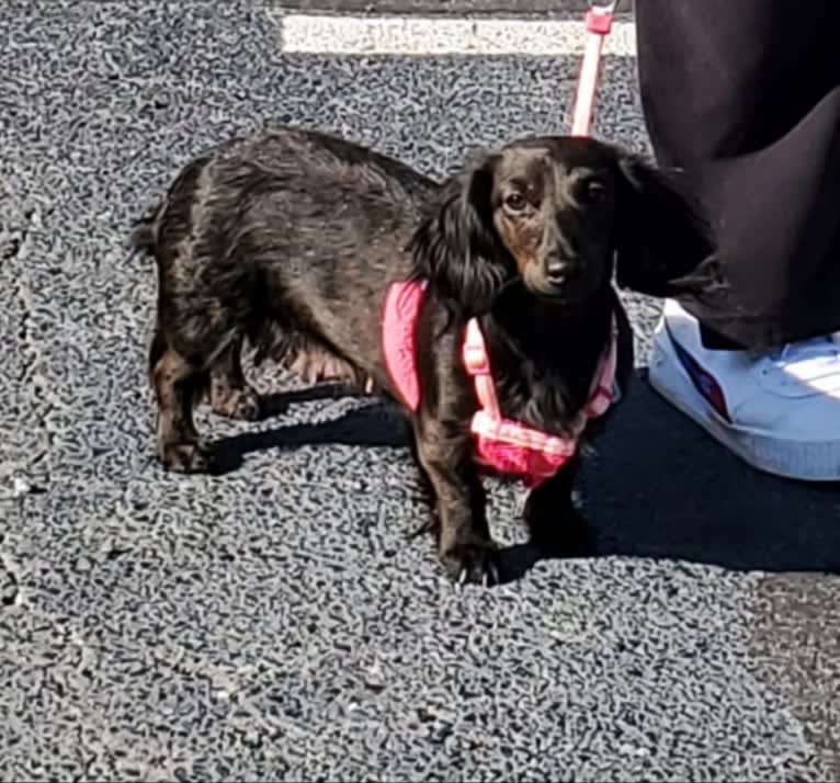 Maggie, a Dachshund tested with EmbarkVet.com