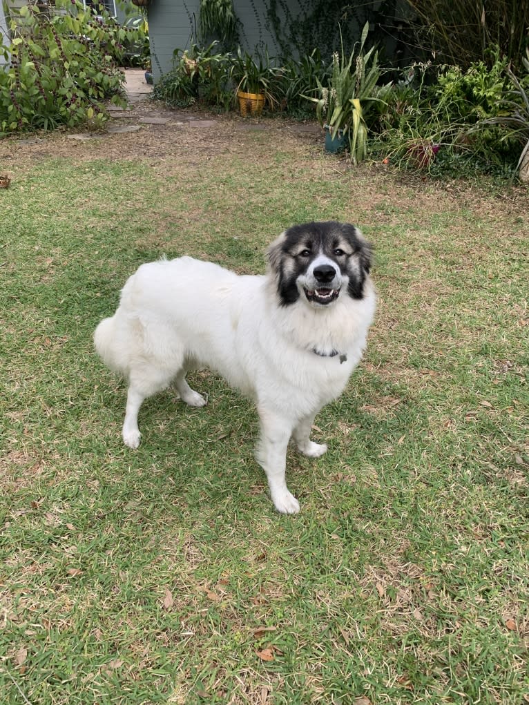 Bodhi, a Great Pyrenees (4.8% unresolved) tested with EmbarkVet.com