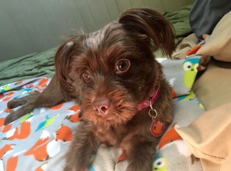 Googie, a Yorkshire Terrier and Shih Tzu mix tested with EmbarkVet.com