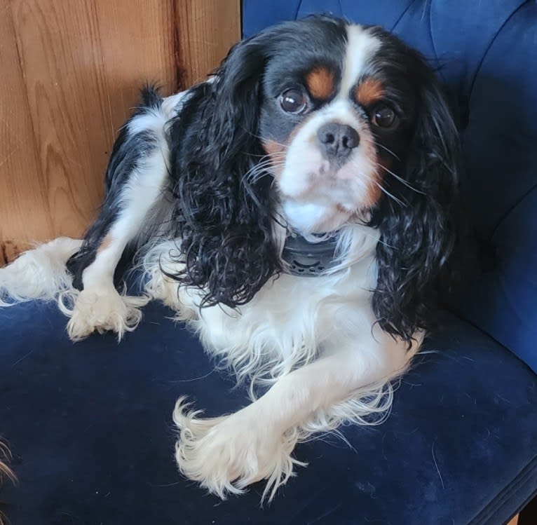 Iver McDerMutt, a Cavalier King Charles Spaniel tested with EmbarkVet.com