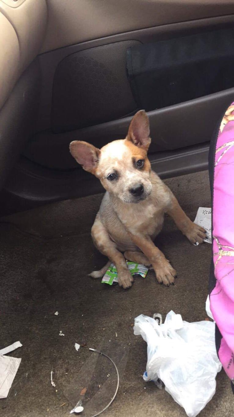 Frost, an Australian Cattle Dog tested with EmbarkVet.com