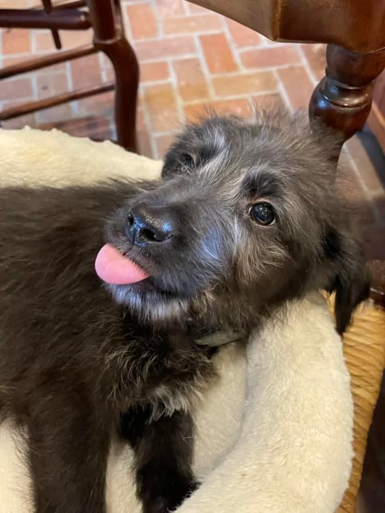 Leia, a Poodle (Standard) and German Shepherd Dog mix tested with EmbarkVet.com