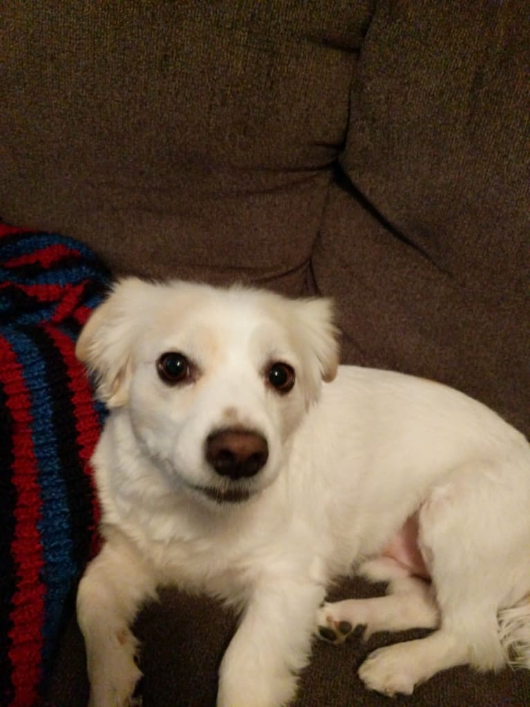 Bentley, a Chihuahua and Maltese mix tested with EmbarkVet.com