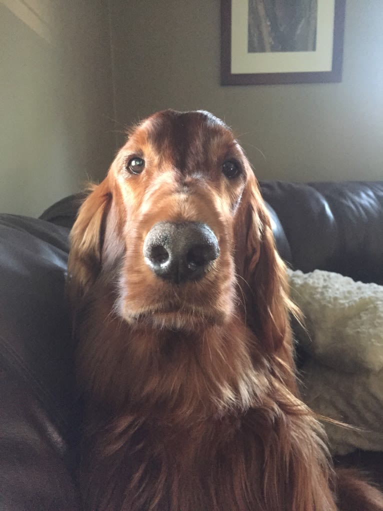 Emmet, an Irish Setter tested with EmbarkVet.com