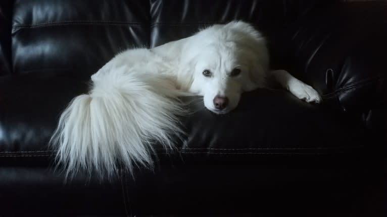 Luca, a Great Pyrenees and Pomeranian mix tested with EmbarkVet.com