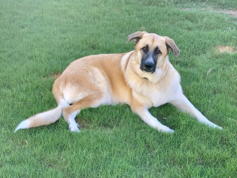 Luna Belle, a German Shepherd Dog and Great Pyrenees mix tested with EmbarkVet.com