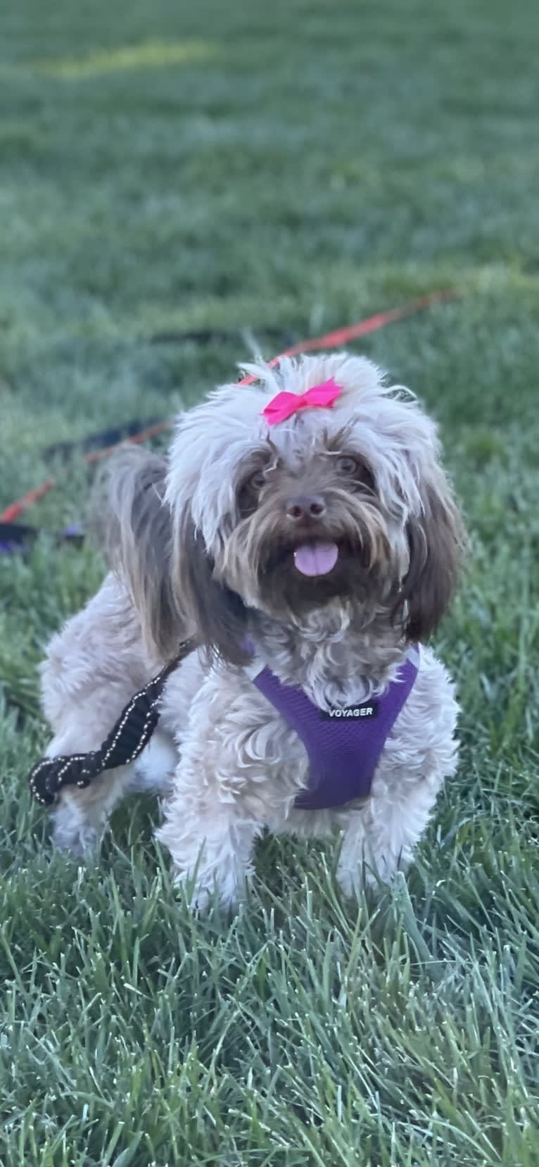 Coco, a Havanese tested with EmbarkVet.com