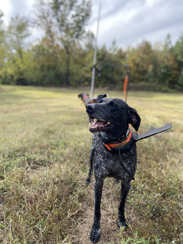 Gunner Smith, a German Shorthaired Pointer tested with EmbarkVet.com