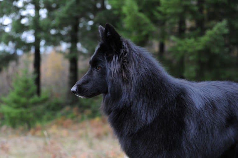 Baku, a Belgian Shepherd tested with EmbarkVet.com