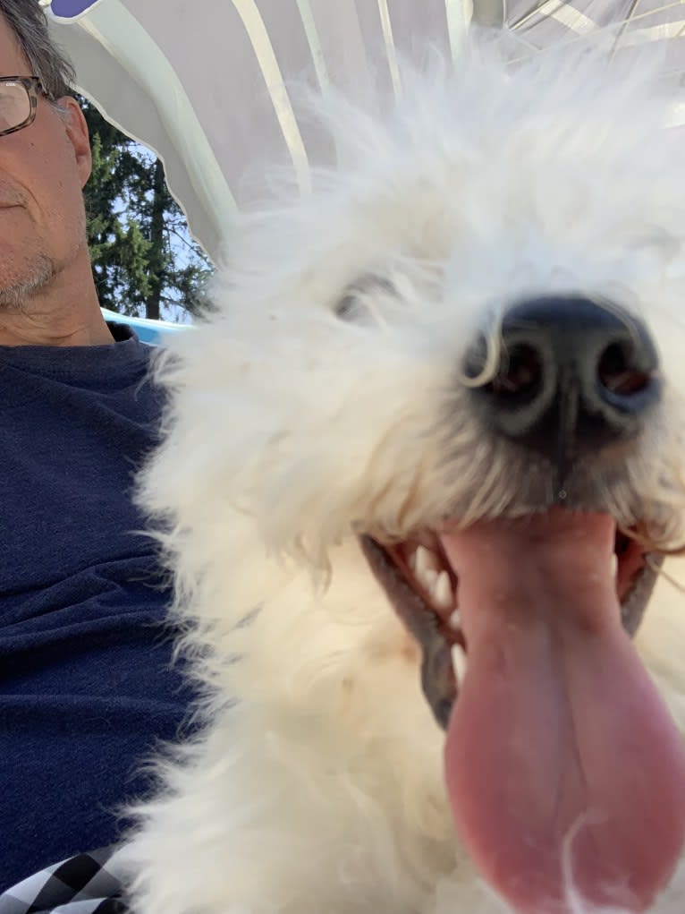 Oz, a Bichon Frise tested with EmbarkVet.com