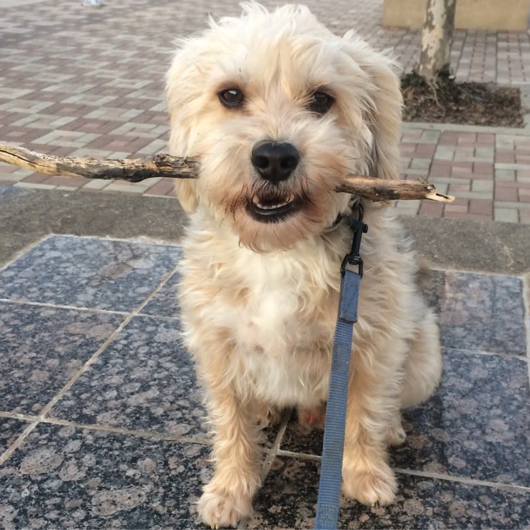 Charlie, a Beagle and Lhasa Apso mix tested with EmbarkVet.com