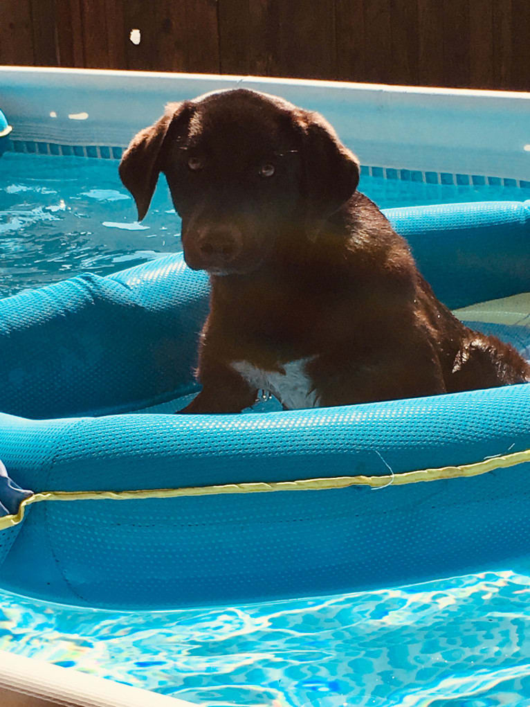 Guinness, a Labrador Retriever and Australian Cattle Dog mix tested with EmbarkVet.com