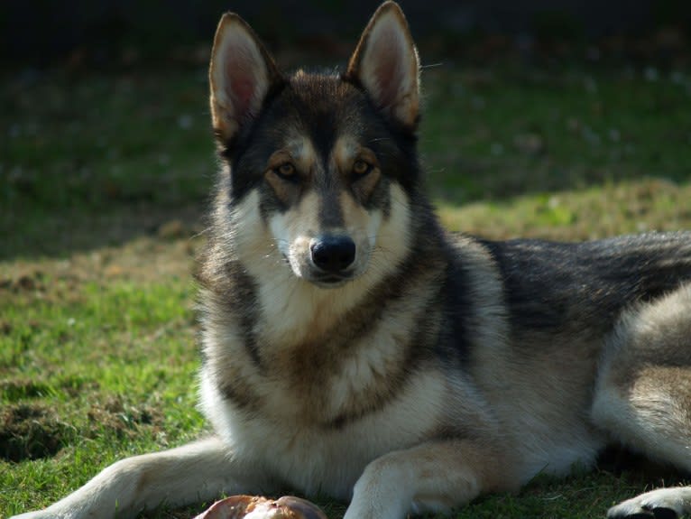 Kalen, a German Shepherd Dog and Siberian Husky mix tested with EmbarkVet.com