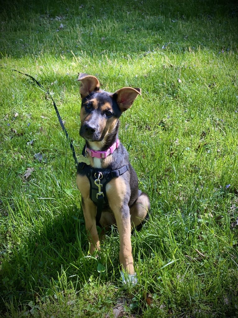 Lola, a German Shepherd Dog and American Pit Bull Terrier mix tested with EmbarkVet.com