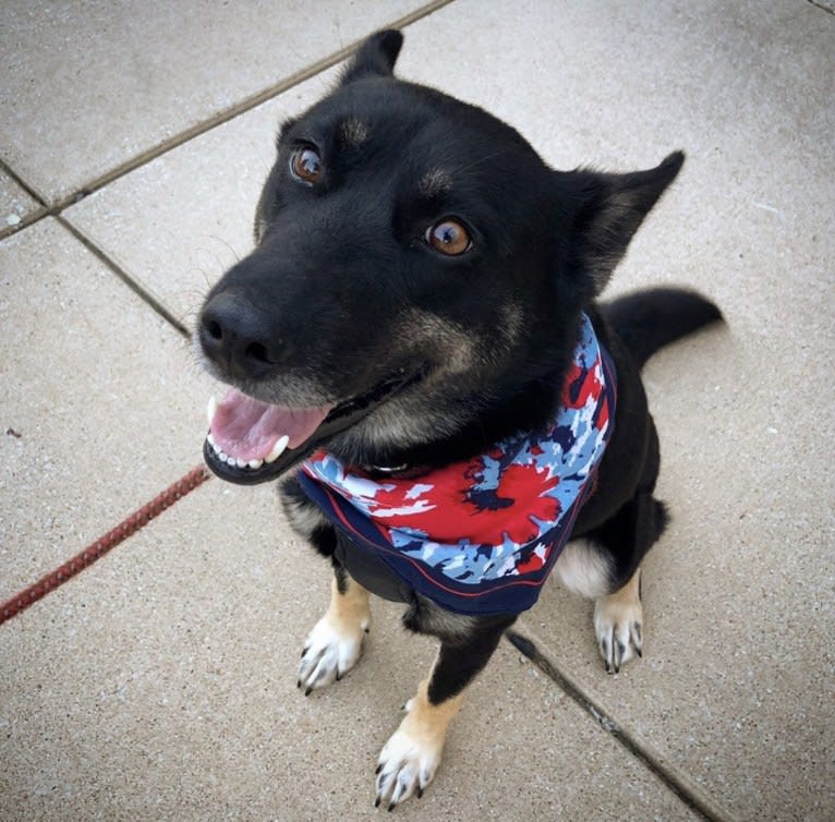 Laika, a Siberian Husky and Border Collie mix tested with EmbarkVet.com