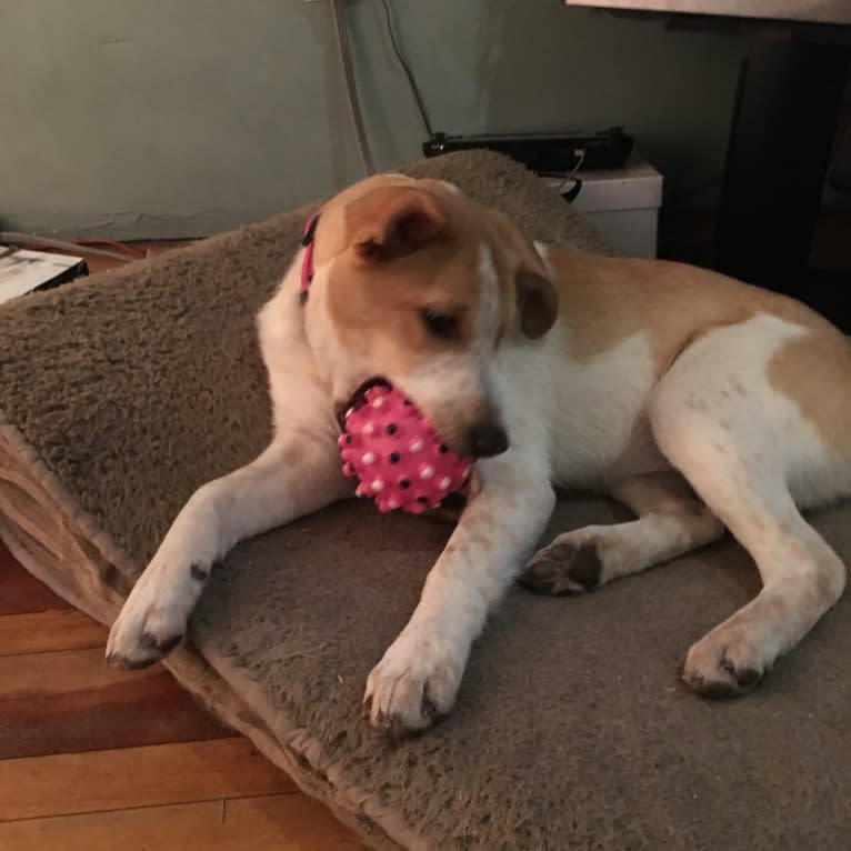 Lacey, an Australian Cattle Dog and German Shepherd Dog mix tested with EmbarkVet.com