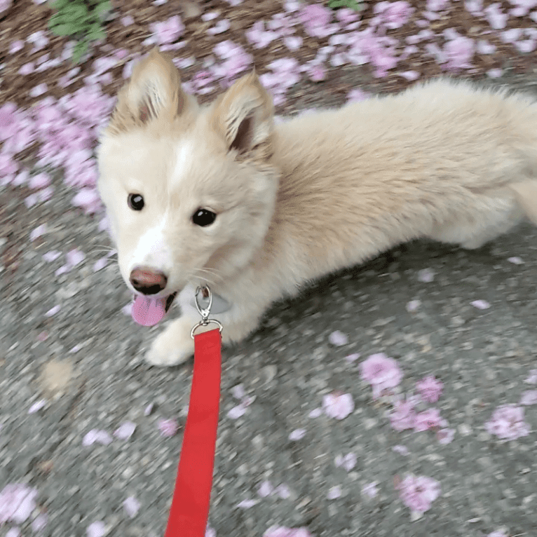 KkingKkang, a Japanese or Korean Village Dog tested with EmbarkVet.com
