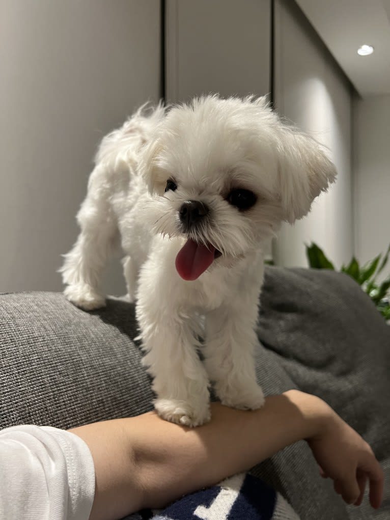 SNOOPY, a Maltese tested with EmbarkVet.com