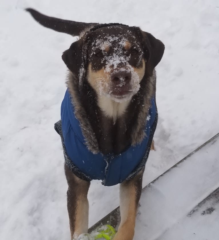 Kuemper, a Labrador Retriever and Golden Retriever mix tested with EmbarkVet.com