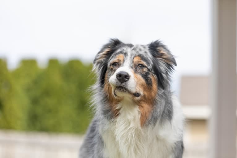 Helo, an Australian Shepherd tested with EmbarkVet.com