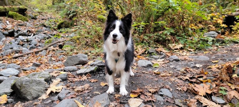 Kida, a Border Collie tested with EmbarkVet.com