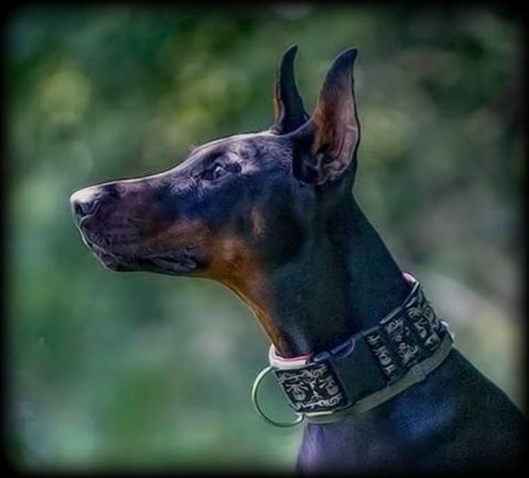 Thrill, a Doberman Pinscher tested with EmbarkVet.com