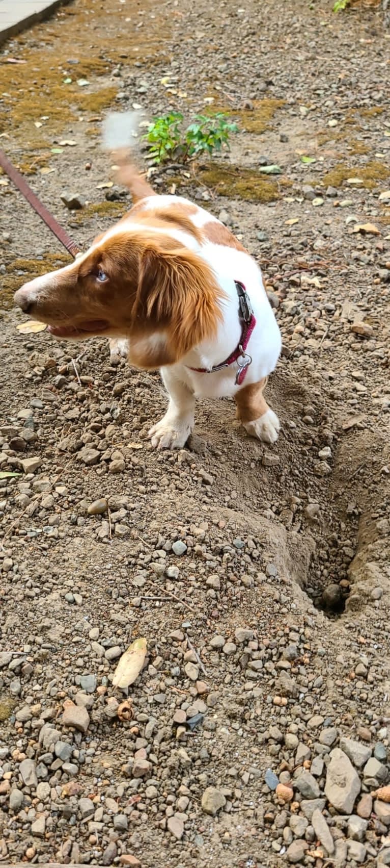 Ada, a Dachshund tested with EmbarkVet.com