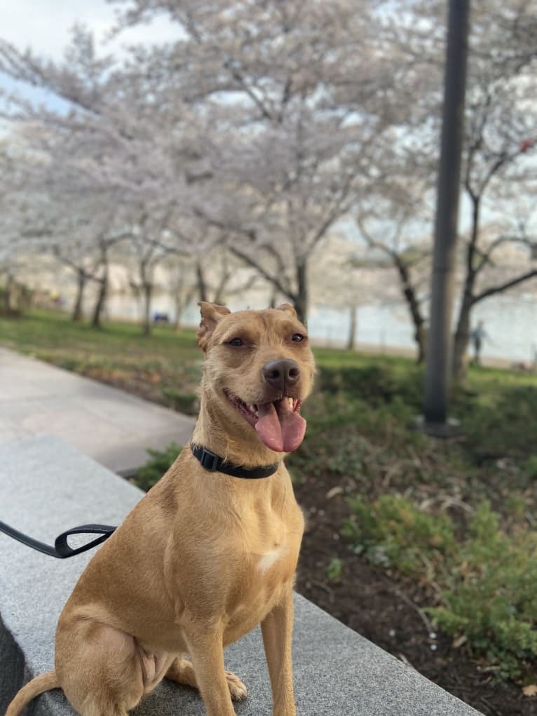 Harley, an American Pit Bull Terrier and Pharaoh Hound mix tested with EmbarkVet.com