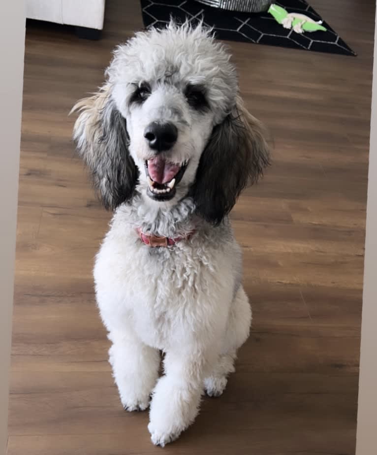 Katana, a Poodle (Standard) tested with EmbarkVet.com