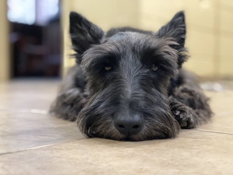 Max, a Scottish Terrier tested with EmbarkVet.com