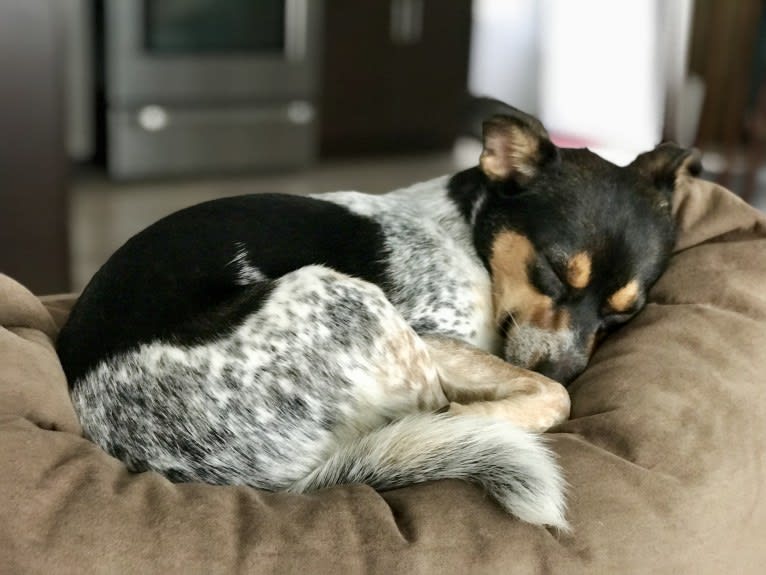 Trigger, a Chihuahua and Australian Cattle Dog mix tested with EmbarkVet.com