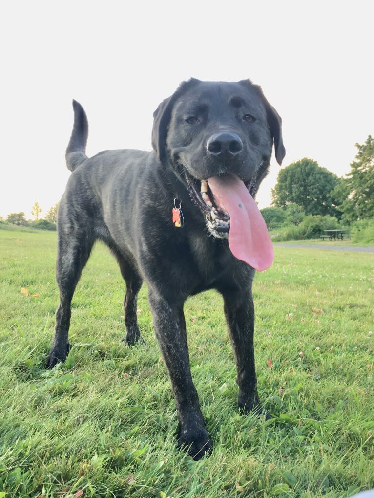 Ula, a Labrador Retriever and Saint Bernard mix tested with EmbarkVet.com