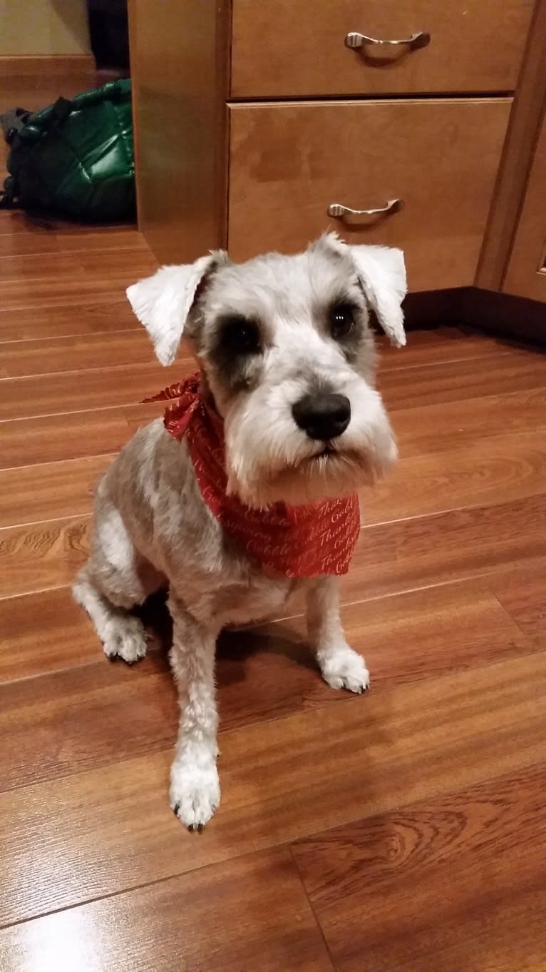 Schatzie, a Miniature Schnauzer tested with EmbarkVet.com