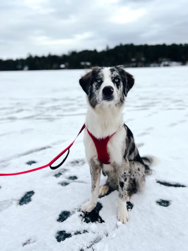 Ziggy, an Australian Shepherd and Border Collie mix tested with EmbarkVet.com